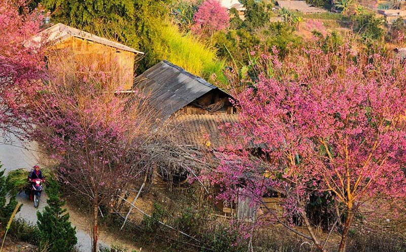 The Golden Loop: A Comprehensive Guide to the 2 Day Mu Cang Chai E-bike Tour